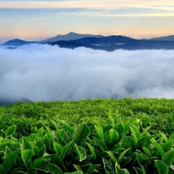 [Tour trong ngày] Đà Lạt- Săn Mây Cầu Đất 1N