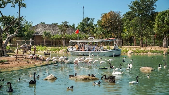 du lịch safari Nam hội an