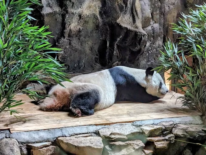 Gấu trúc tại sở thú Bắc Kinh