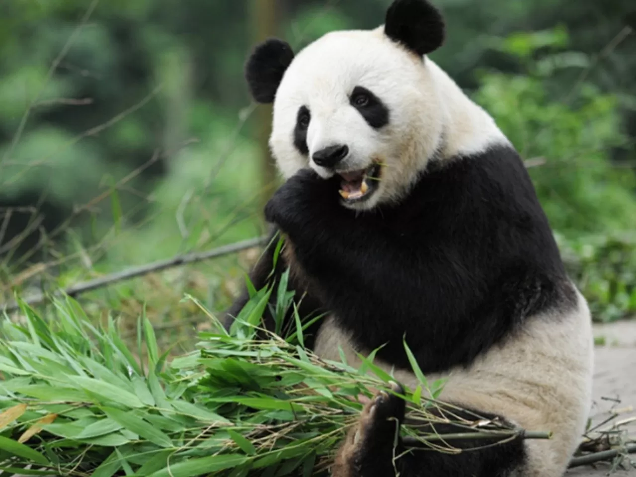 Tận mắt nhìn thấy những chú gấu trúc dễ thương 