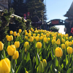 Combo vé xe khách sạn