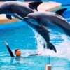 Show cá heo
