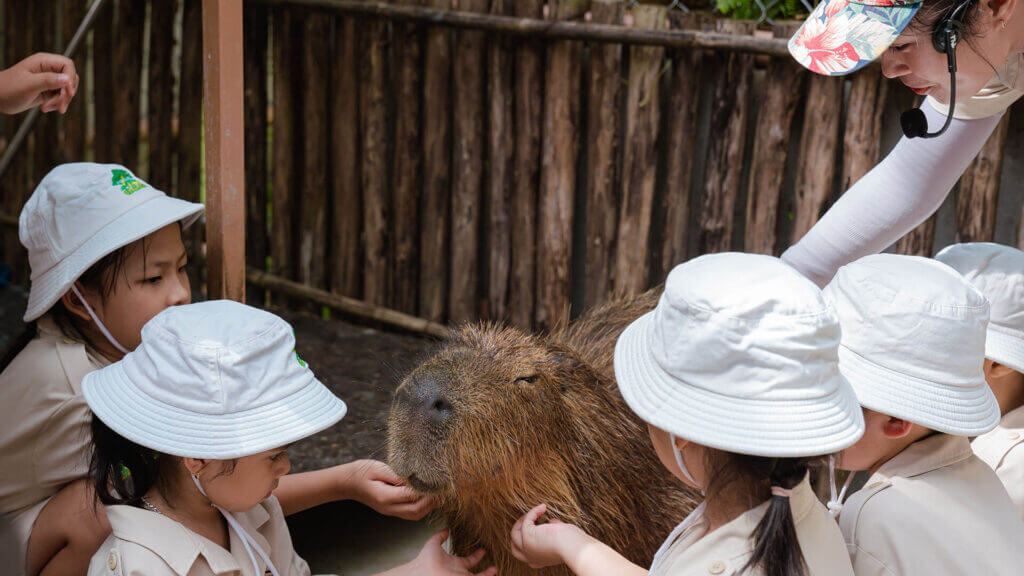 Happy zoo, chơi với capybara