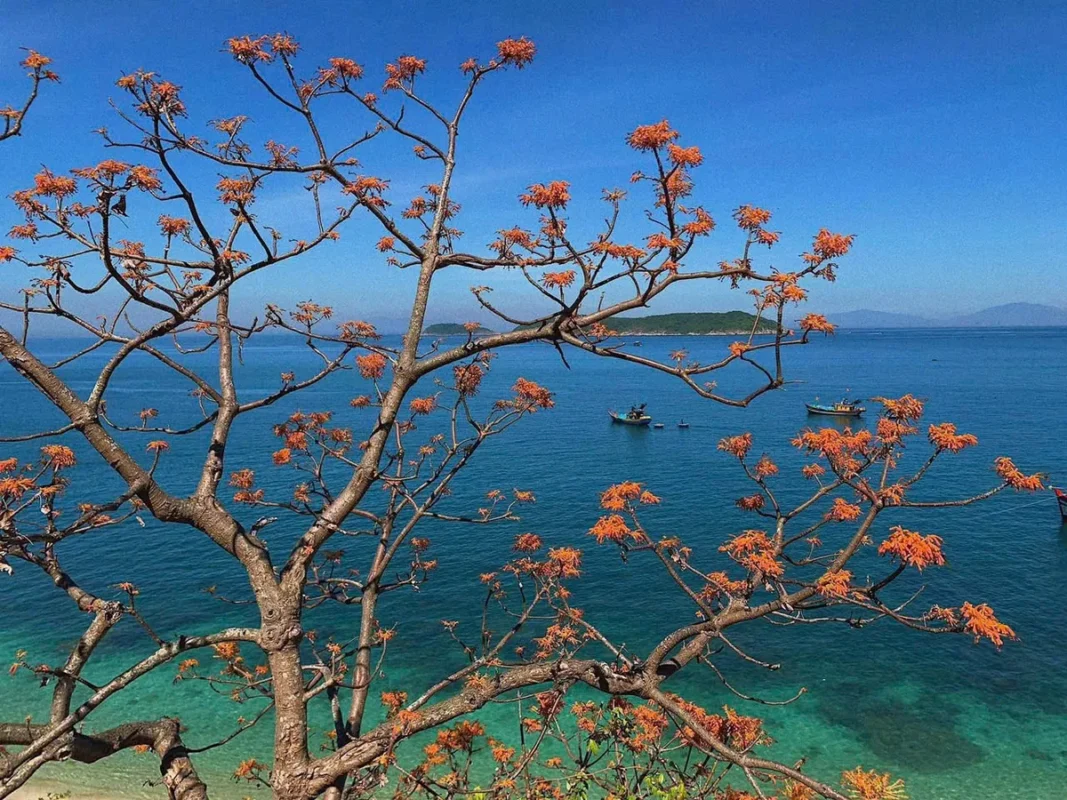 Tour Cù Lao Chàm 1 ngày: Toàn cảnh bãi biển Cù Lao Chàm nước trong vắt cát trắng mịn