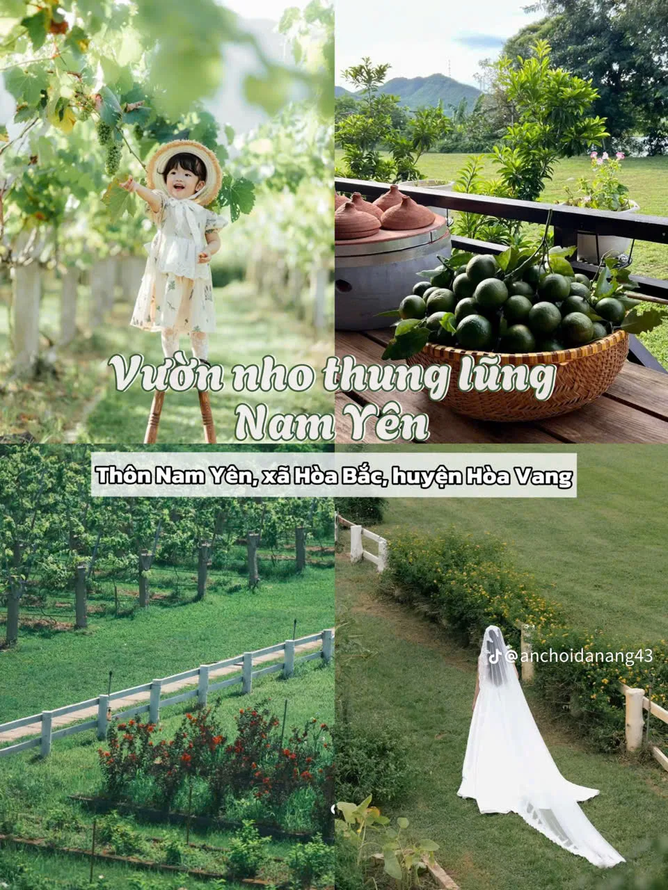 Top 6 eco farms in Da Nang Nam Yen Grape Valley harvesting experience