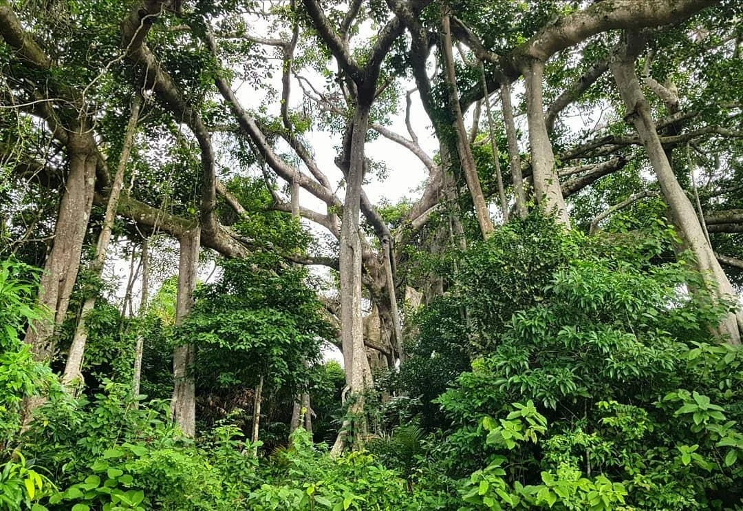 cây đa ngàn năm tuổi bán đảo sơn trà đà nẵng