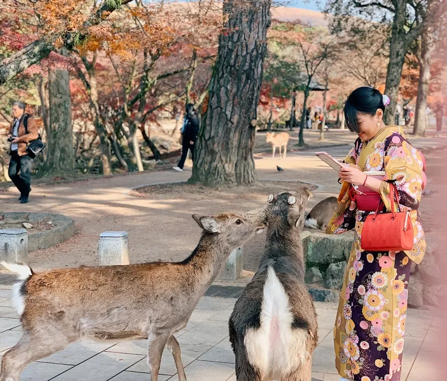 Tham quan Công viên Nara Nara Park chơi đùa cùng hàng trăm chú hươu sao tự nhiên