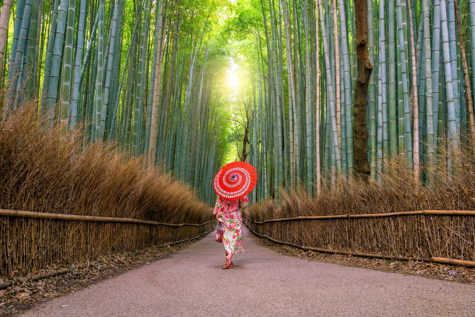 Rừng trúc Sagano Arashiyama Kyoto con đường trúc xanh thẳng tắp tuyệt mỹ